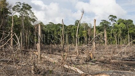 Illustration - Le dépérissement des arbres