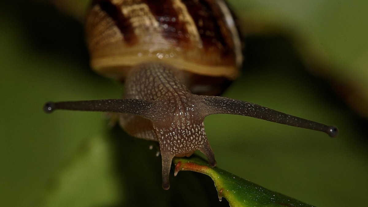 Illustration - échapper à l’impôt, un sport patronal