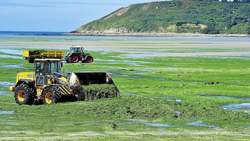 Illustration - Nouveau procès des algues vertes